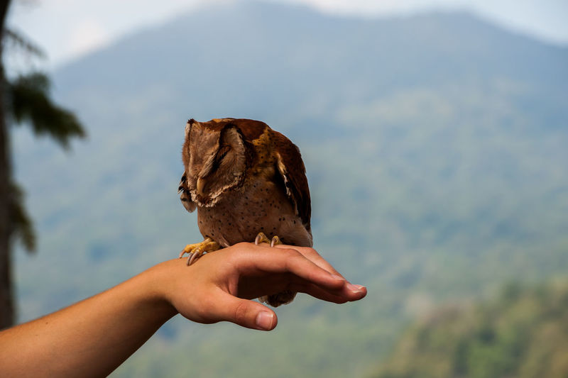 Close-up of owl perching on hand against mountain