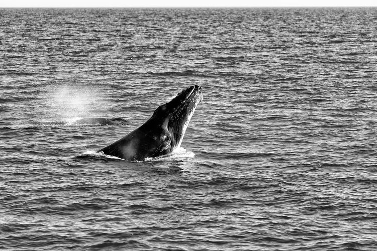 Humpback whale jumping in sea