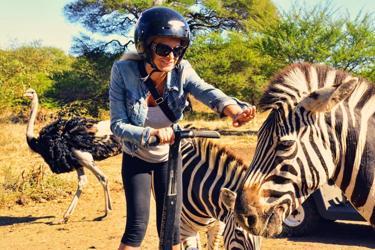 Woman riding segway by zebras on field during sunny day