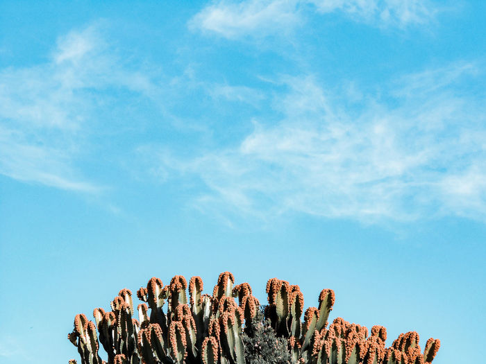 Close-up of succulent plant against blue sky