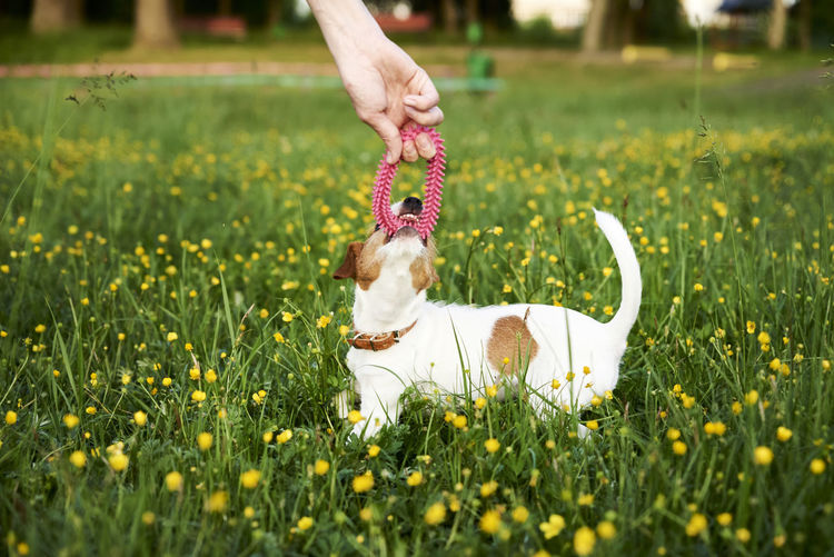 Owner plays with jack russell terrier dog in the park
