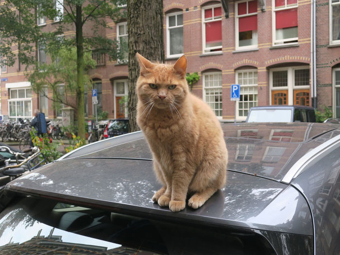 Cat looking away in car
