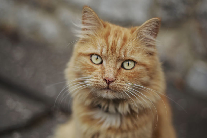 Ginger Cat pictures | Curated Photography on EyeEm
