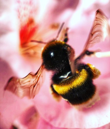 Close-up of bee pollinating on flower
