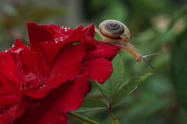 Close-up of snail on red rose