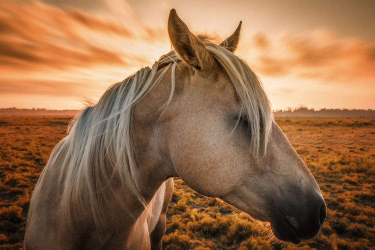 Close-up of horse on field during sunset