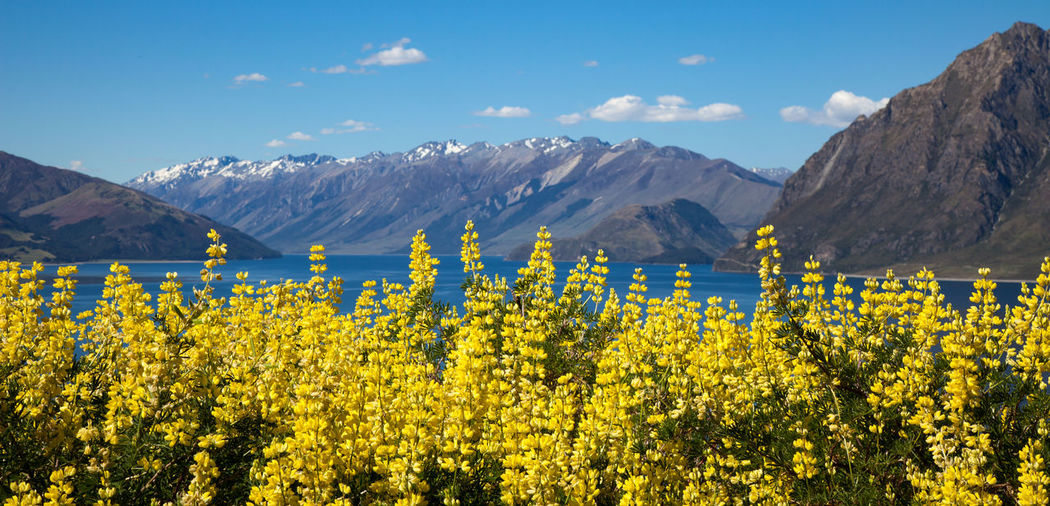 Yellow flowering plants by mountains against sky