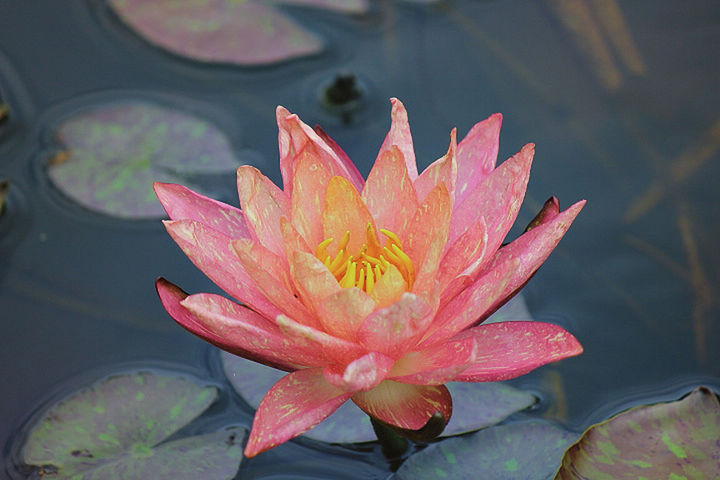 Close-up of pink flower in pond