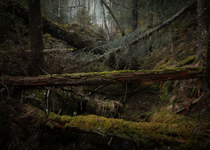 Fallen tree in forest