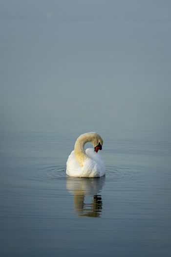Swan preening while swimming in lake