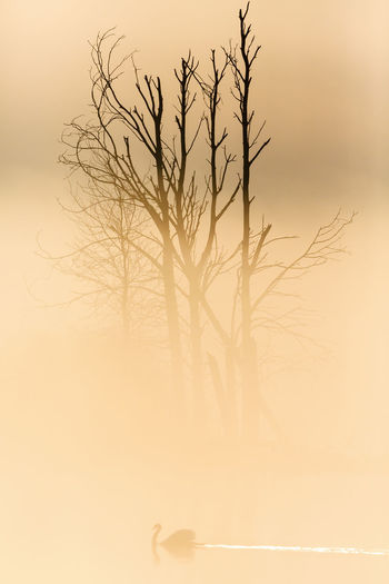 Mute swan swimming in morning mist on the lake