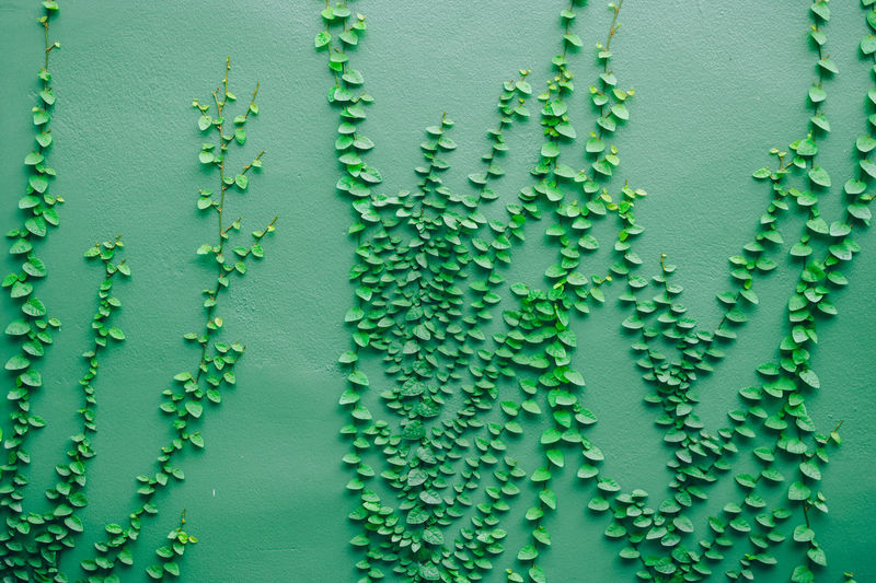 Full frame shot of wet leaf against wall