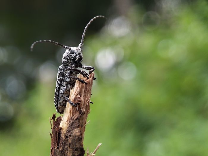 Close-up of a long horn beetle on wood
