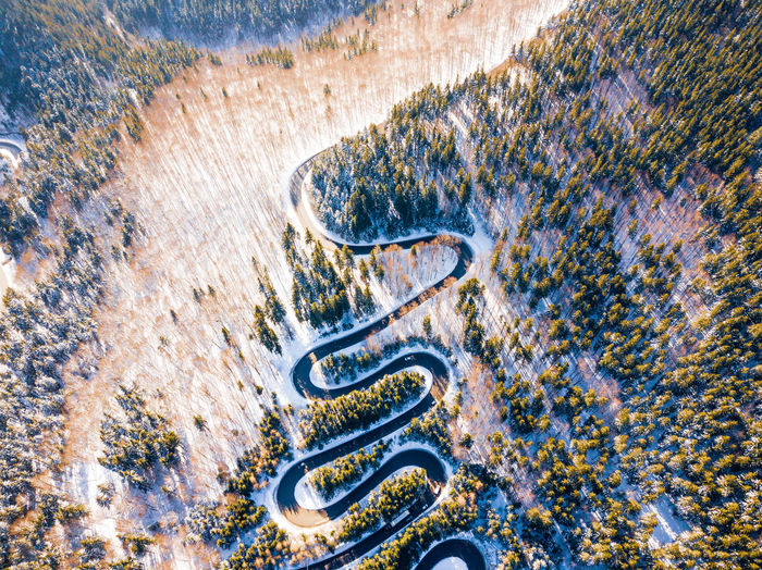 High angle view of a reptile on the road
