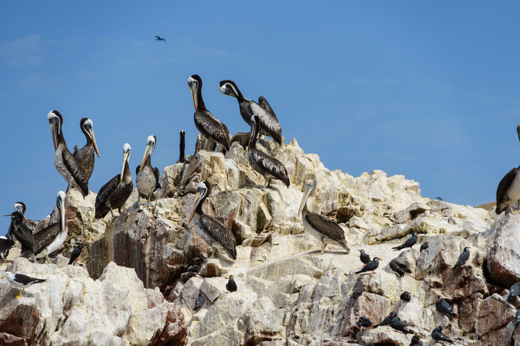 Low angle view of pelicans perching on rock against sky