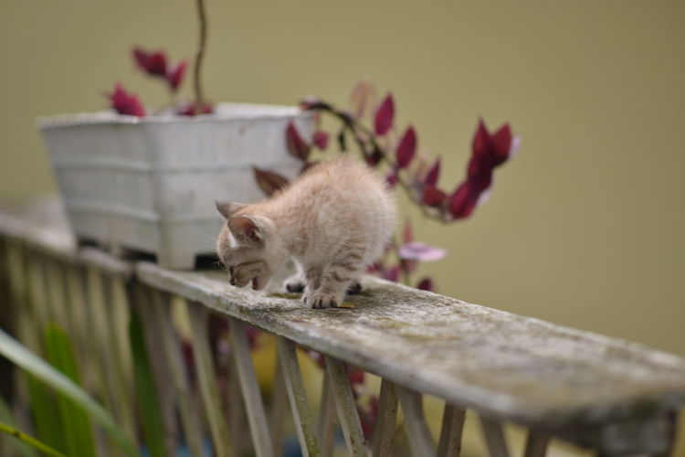 Close-up of cat on railing