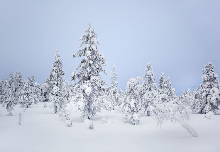 Snow covered trees against clear sky