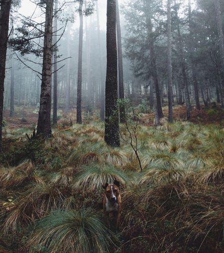View of trees in forest
