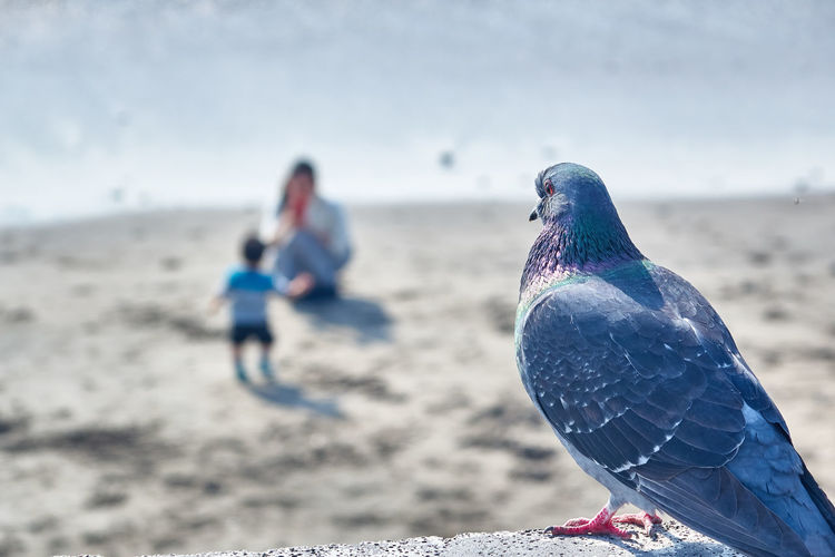 Pigeon perching on beach