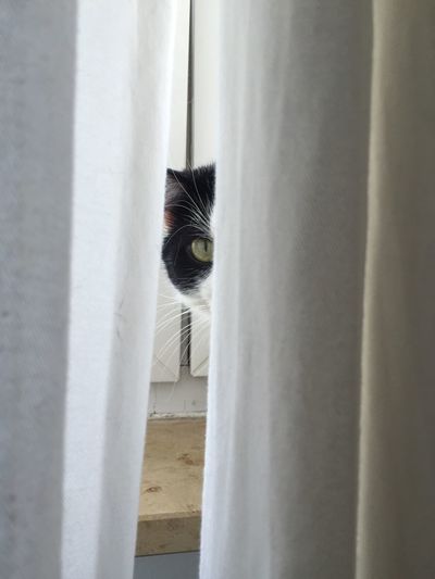 Close-up of cat looking through window
