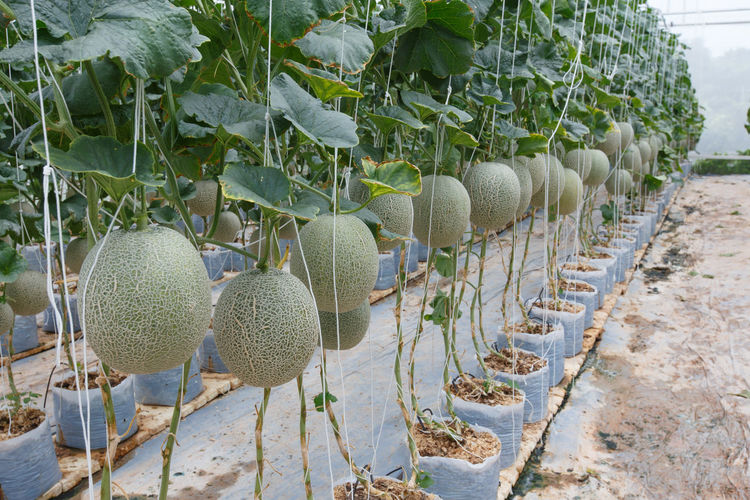 Close-up of fruits on field