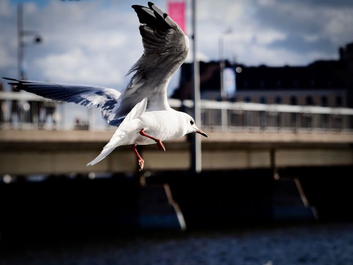 Seagull flying above a bird