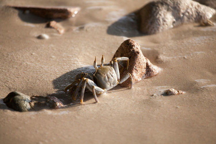 Close-up of crab on sand