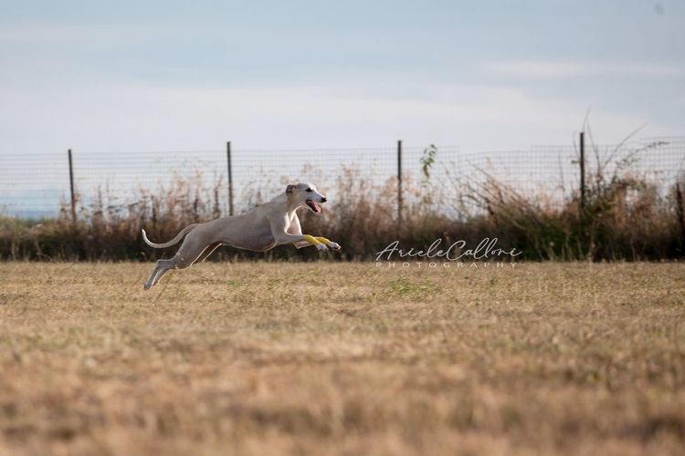 Side view of dog jumping in the field
