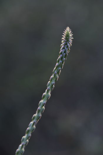 Close-up of plant on field