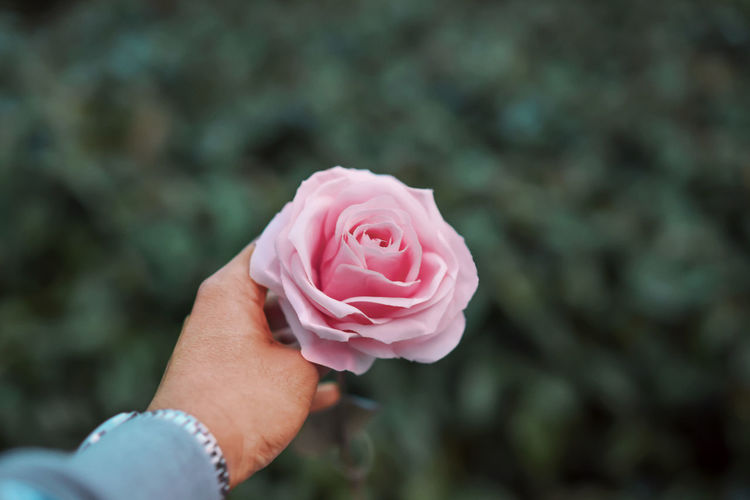 Close-up of hand holding pink rose