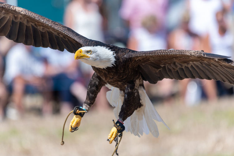 Close up of a bald eagle flying infront of a crowd of people in a falconry demonstration.