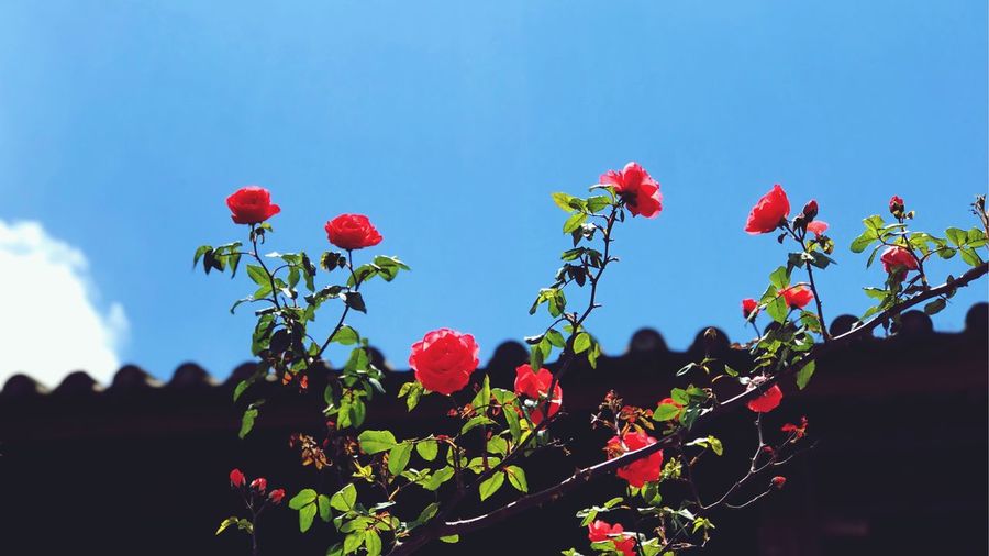 Low angle view of red flowers growing on tree against sky