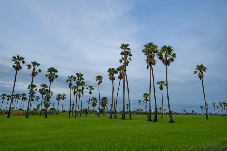 Palm trees on field against sky