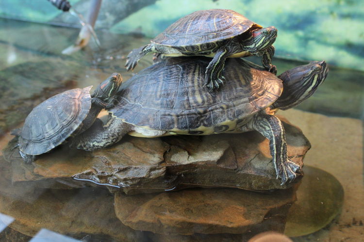 Close-up of tortoise