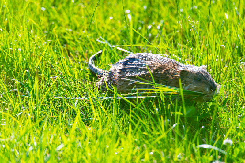 Close-up of mouse on grassy field