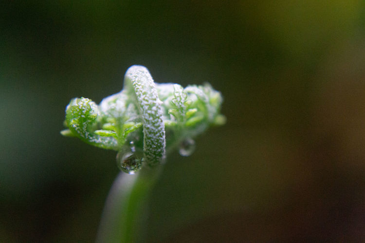 Close-up of water drops on flowering plant