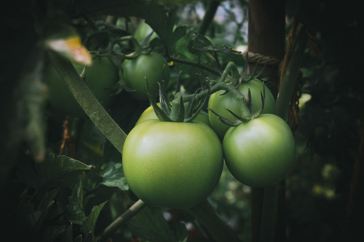 Tomato plantation in the field closeup shot