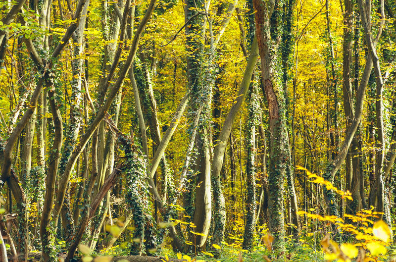Trees in forest during autumn