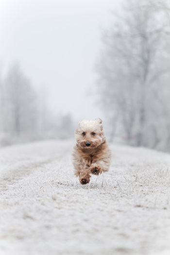 Dog running outdoors in winter