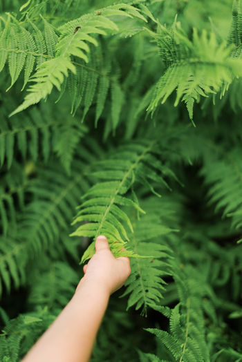 Close-up of hand holding fern