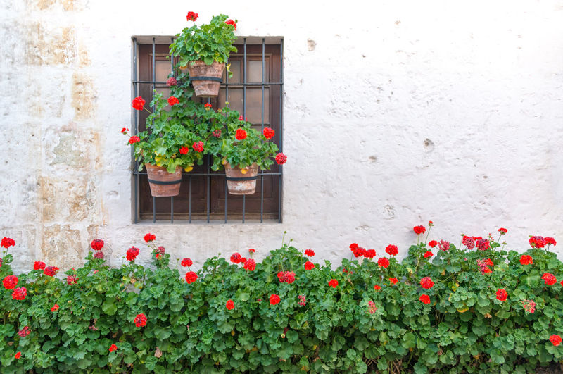 Plants growing by wall at santa catalina convent