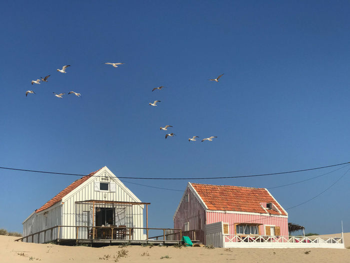 Low angle view of seagulls flying above buildings