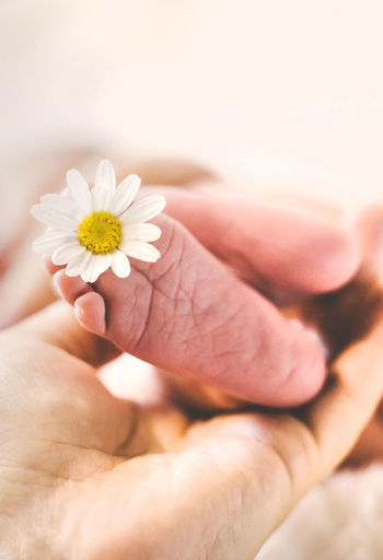 Cropped hand holding baby feet with flower