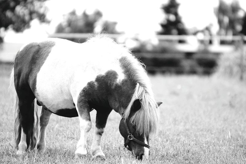 Icelandic horse grazing on grass