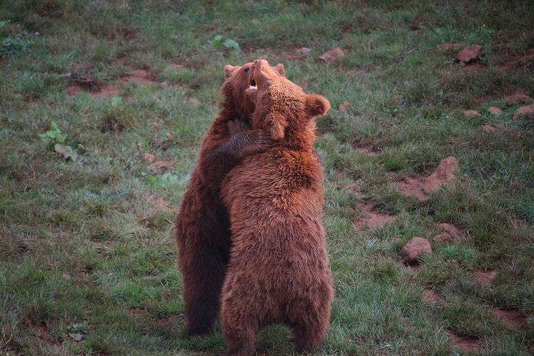 Bears fight