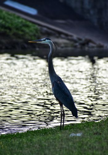 Gray heron in lake