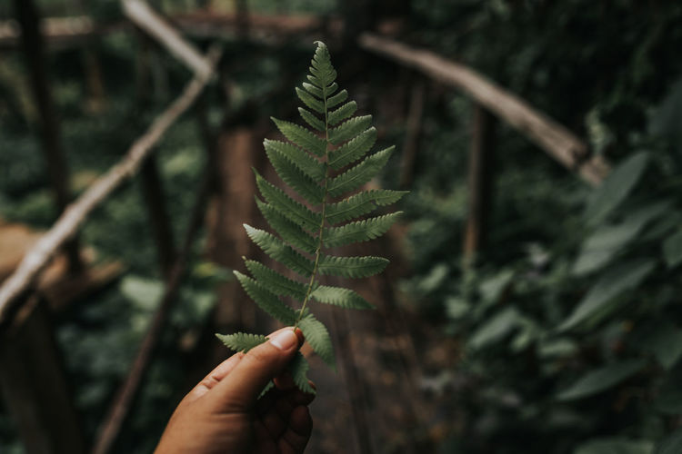 Close-up of hand holding leaves