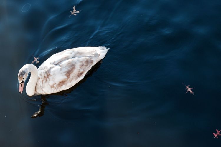 High angle view of mute swan swimming on charles river