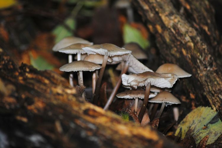 Close-up of mushrooms growing at forest
