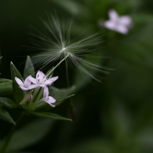 Close-up of purple white flower